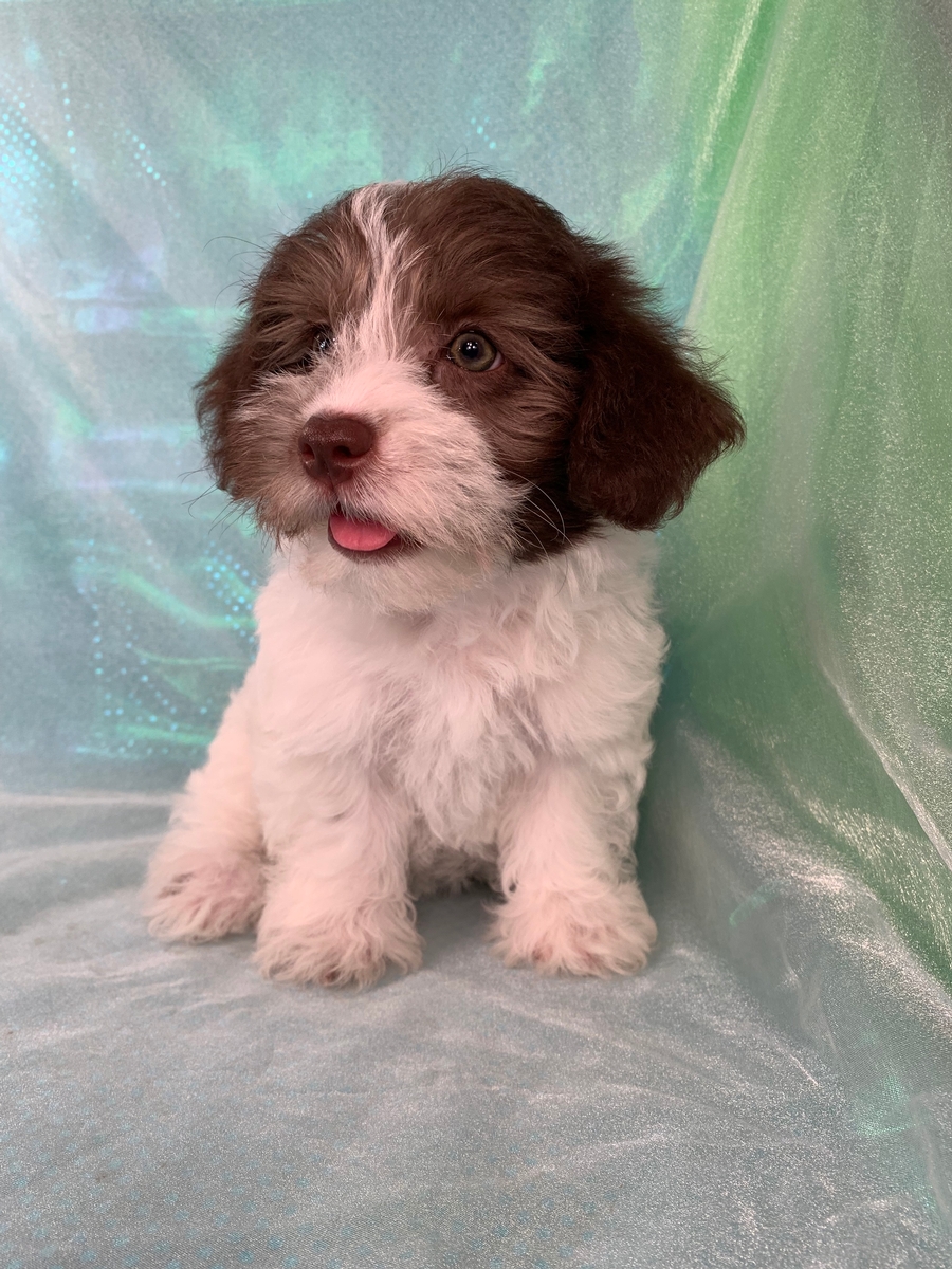 Female Schnoodle Pup for Sale $1200 DOB 4-22-2022
